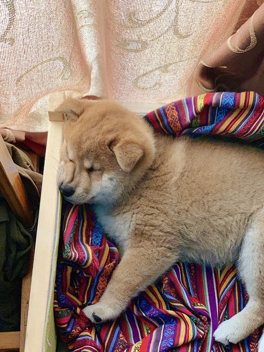 小柴犬带回家半个月的变化可大了