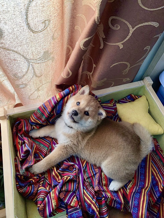 小柴犬带回家半个月的变化可大了
